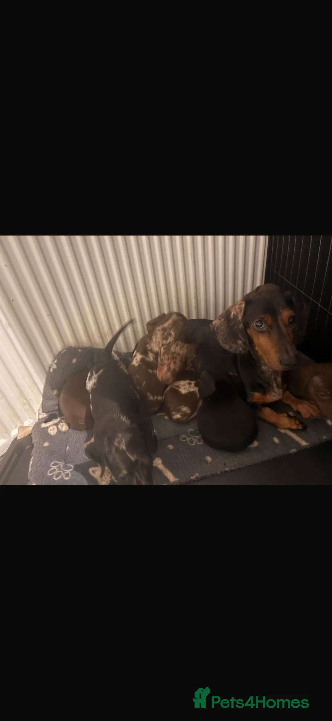 Miniature Dachshund dogs for sale: Miniature dachshund puppies  - Advert 1