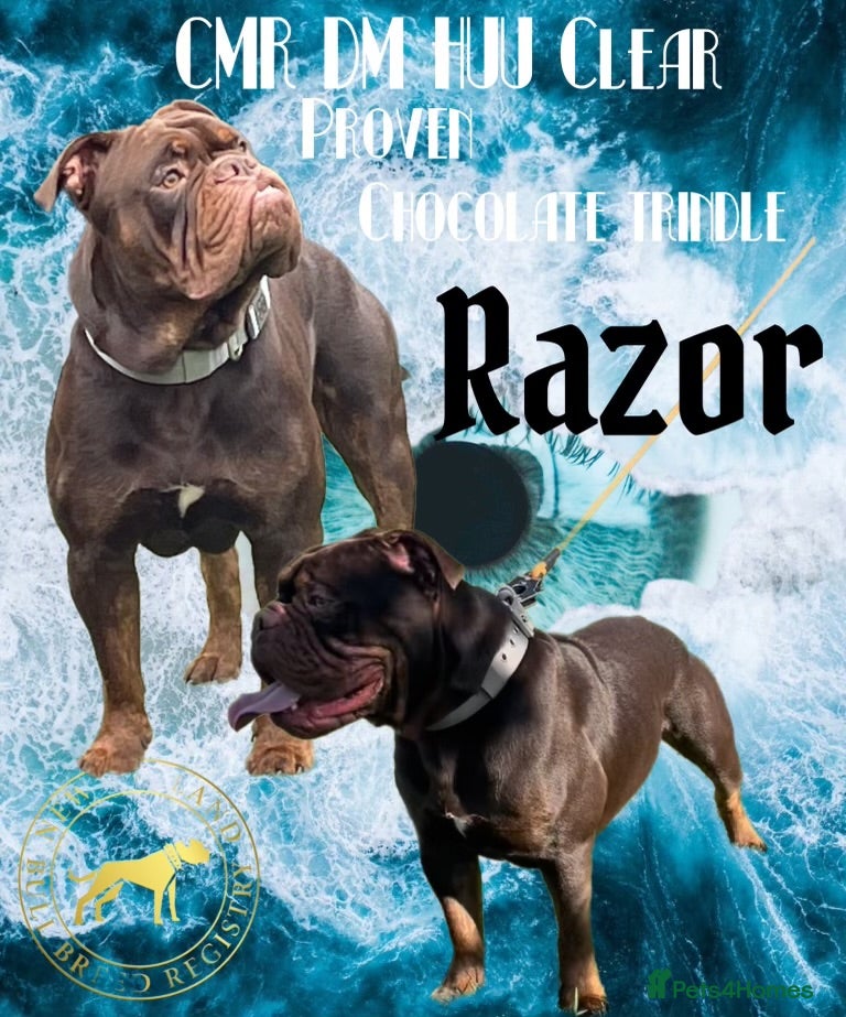 Olde English Bulldogge dogs 💥olde English bulldogge stud💥 in Rotherham - Advert 1