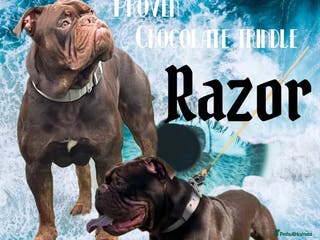 Olde English Bulldogge dogs 💥olde English bulldogge stud💥 in Rotherham - Advert 2