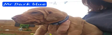 Puppy 4 Mr Dark blue