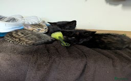 Mixed Breed cats for sale: Two gorgeous boys left - Image 7