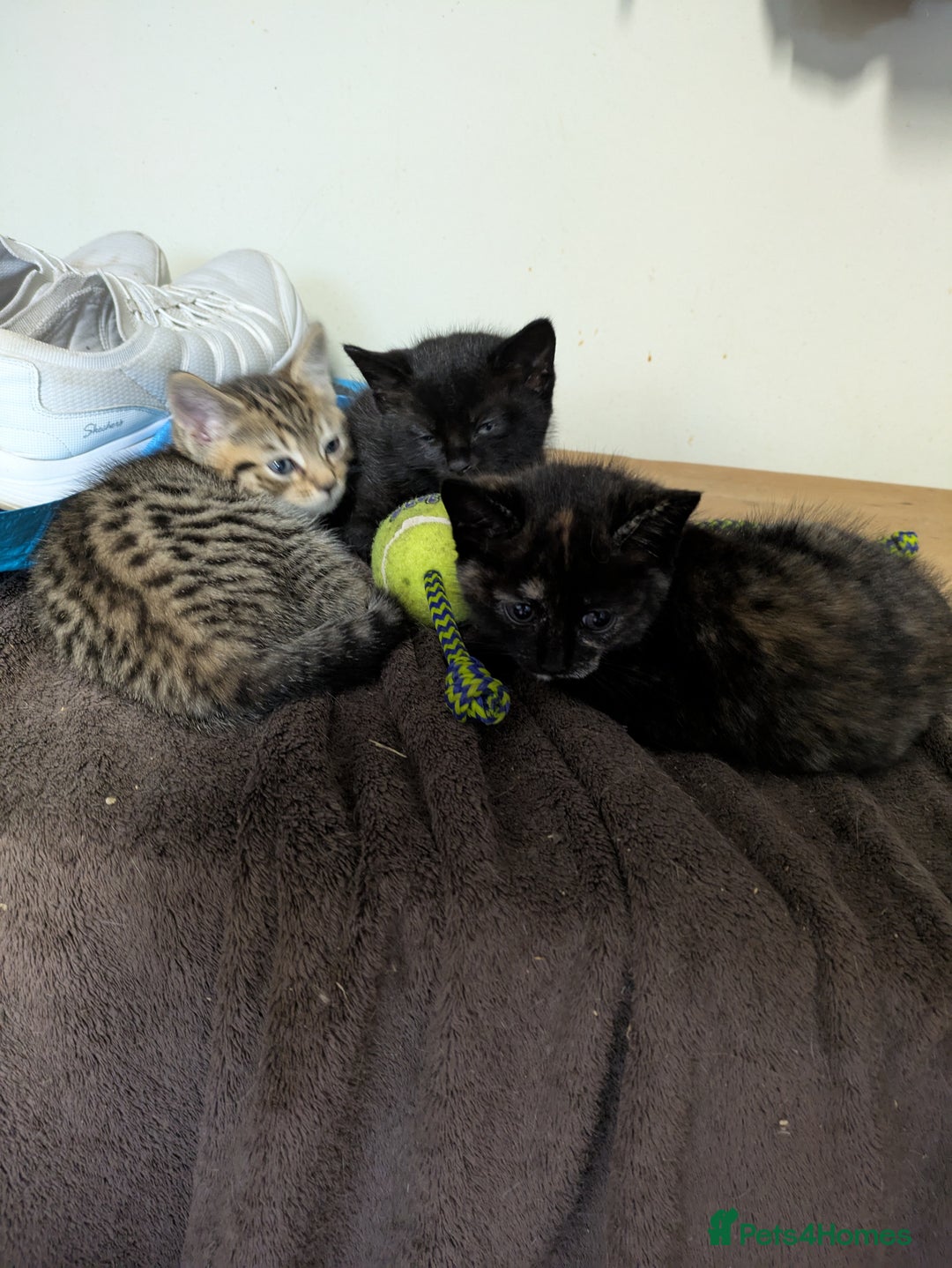 Mixed Breed cats for sale: Two gorgeous boys left - Image 7