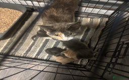 Mixed Breed cats for sale: 3/4 British shorthair - Image 6