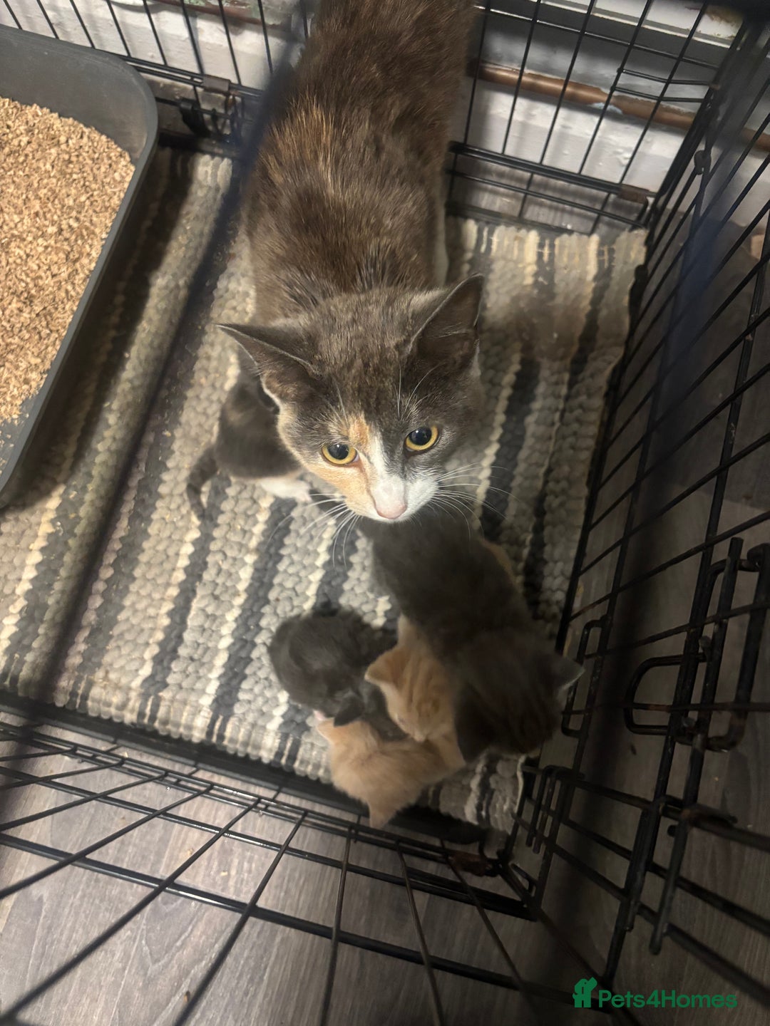 Mixed Breed cats for sale: 3/4 British shorthair - Image 6