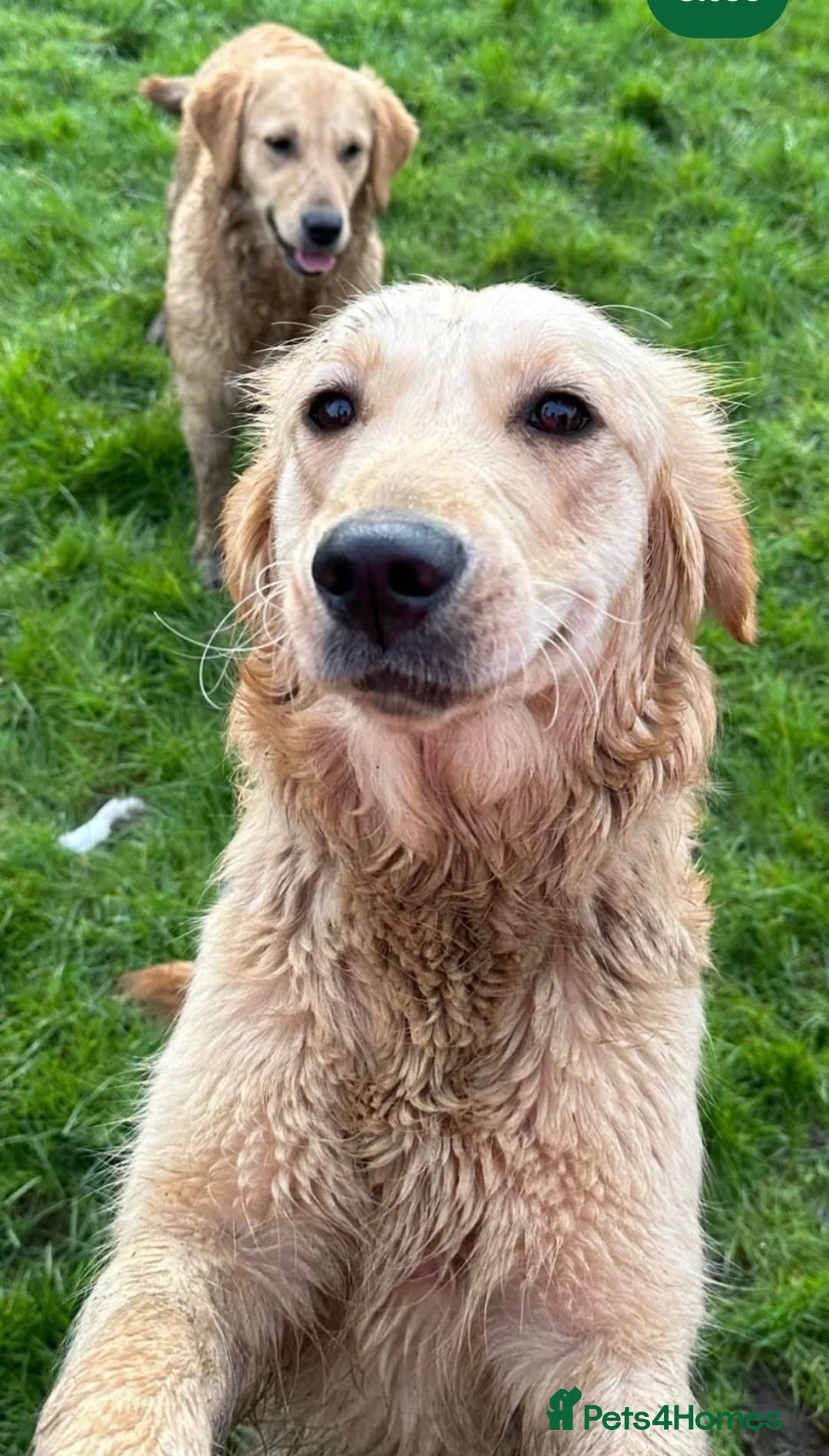 Goldendoodle dogs for sale: Red Goldendoodle Male  - Advert 5