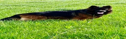 German Shepherd dogs for stud: ⭐️ Vonrocka tajfun ⭐️ - Advert 3