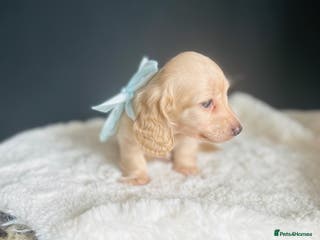 Miniature Dachshund dogs Creams-5 Star Breeder ⭐️⭐️⭐️⭐️⭐️ - Advert 4