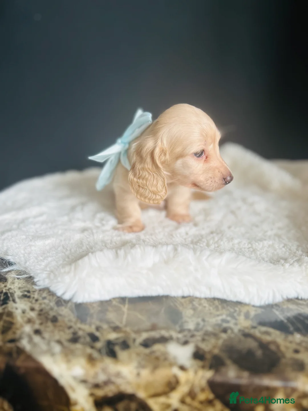 Miniature Dachshund dogs for sale: Creams-5 Star Breeder ⭐️⭐️⭐️⭐️⭐️ - Advert 1