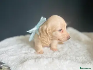 Miniature Dachshund dogs Creams-5 Star Breeder ⭐️⭐️⭐️⭐️⭐️ - Advert 2