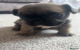 French Bulldog dogs for sale: 1 male and 2 female French Bulldogs for sale - Image 1