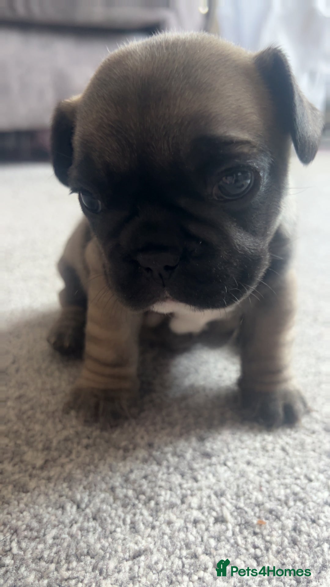 French Bulldog dogs for sale: 1 male and 2 female French Bulldogs for sale - Image 1