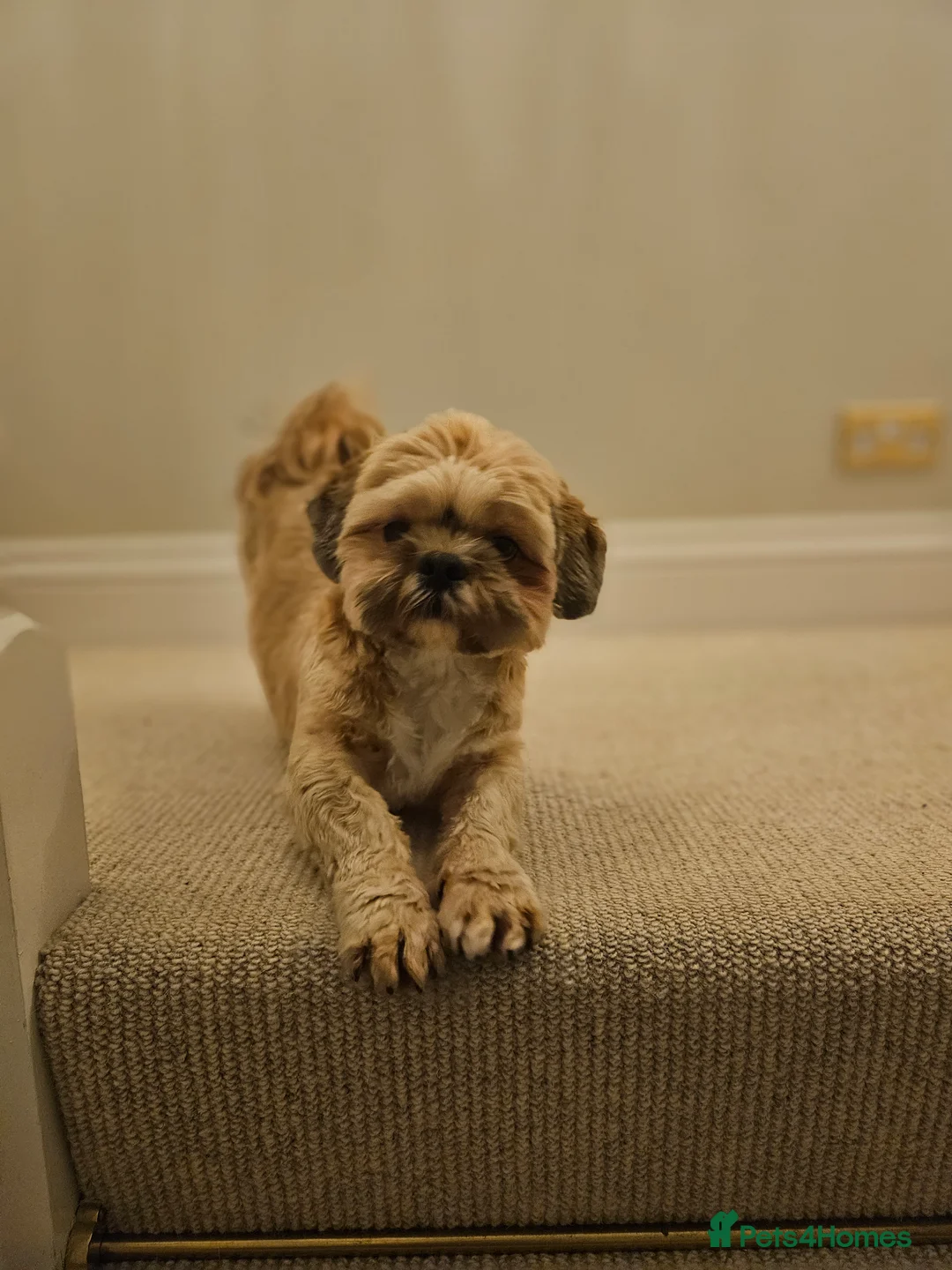 Shih Tzu dogs for sale: Loving Shih Tzu - Advert 2