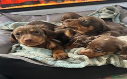 Miniature Dachshund dogs for sale: Miniature dachshund puppies - Image 8