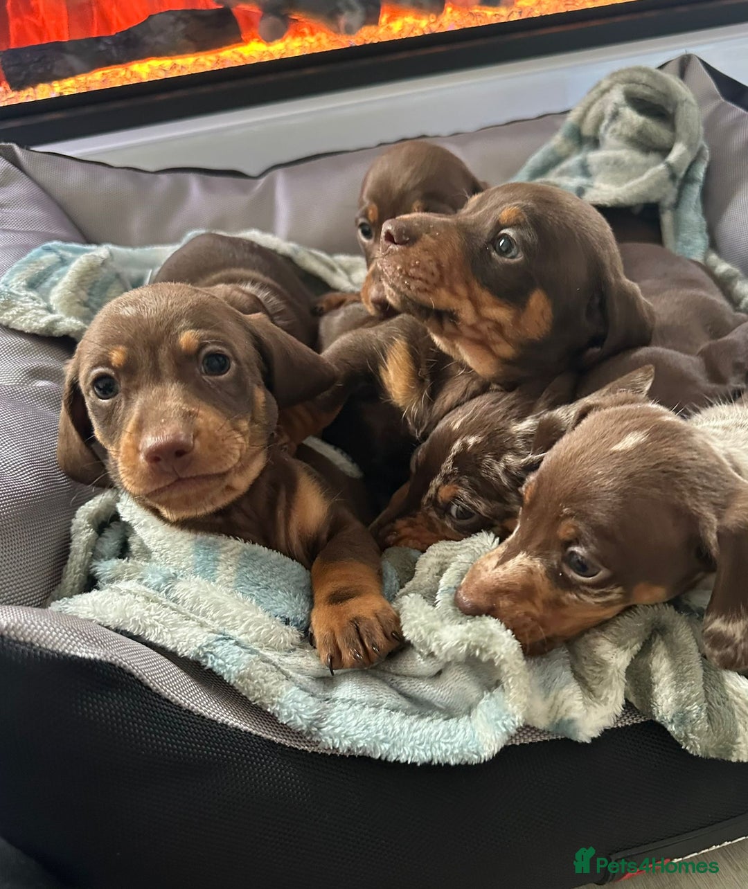 Miniature Dachshund dogs for sale: Miniature dachshund puppies - Image 8