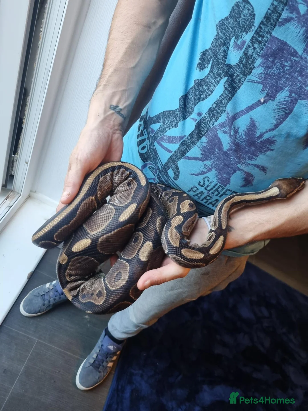 Mixed Breed reptiles for sale: Ball pythons and 2 corns for sale with set ups   - Advert 2