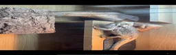 Bearded Dragon reptiles for sale: Male bearded dragon age 6  in Glasgow - Advert 4