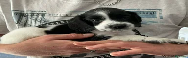 English Springer Spaniel 1 winston