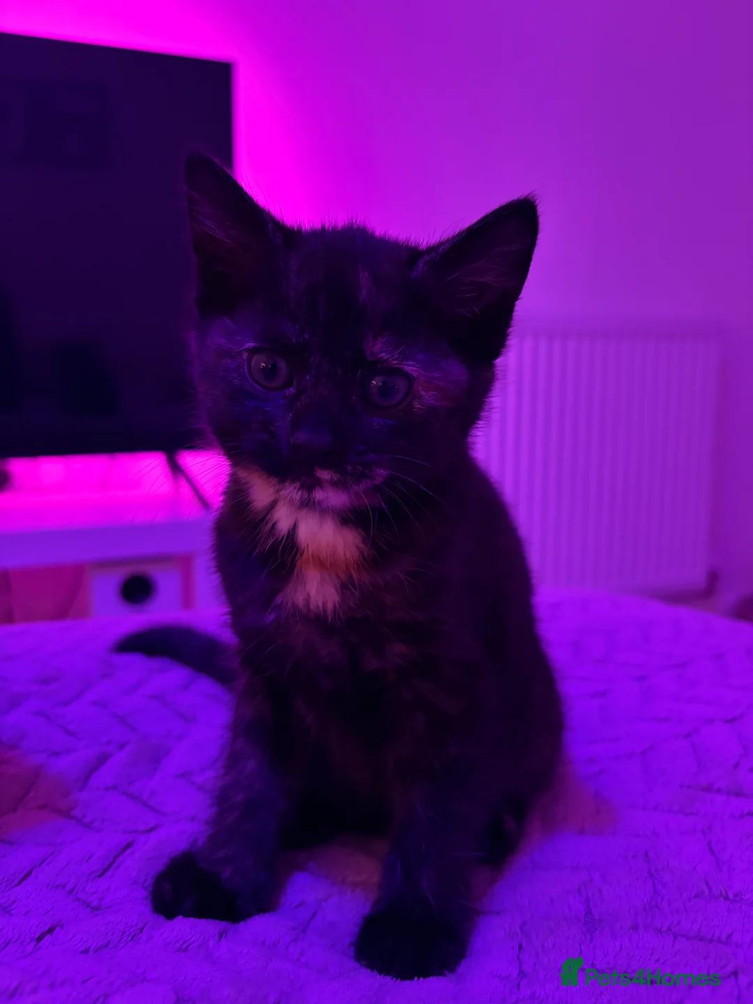 Mixed Breed cats for sale: Beautiful female tortoiseshell kittens  - Advert 4