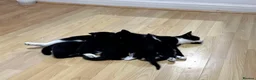 Korat cats for sale: Kittens for Sale – Price Negotiable 🐾 - Advert 2
