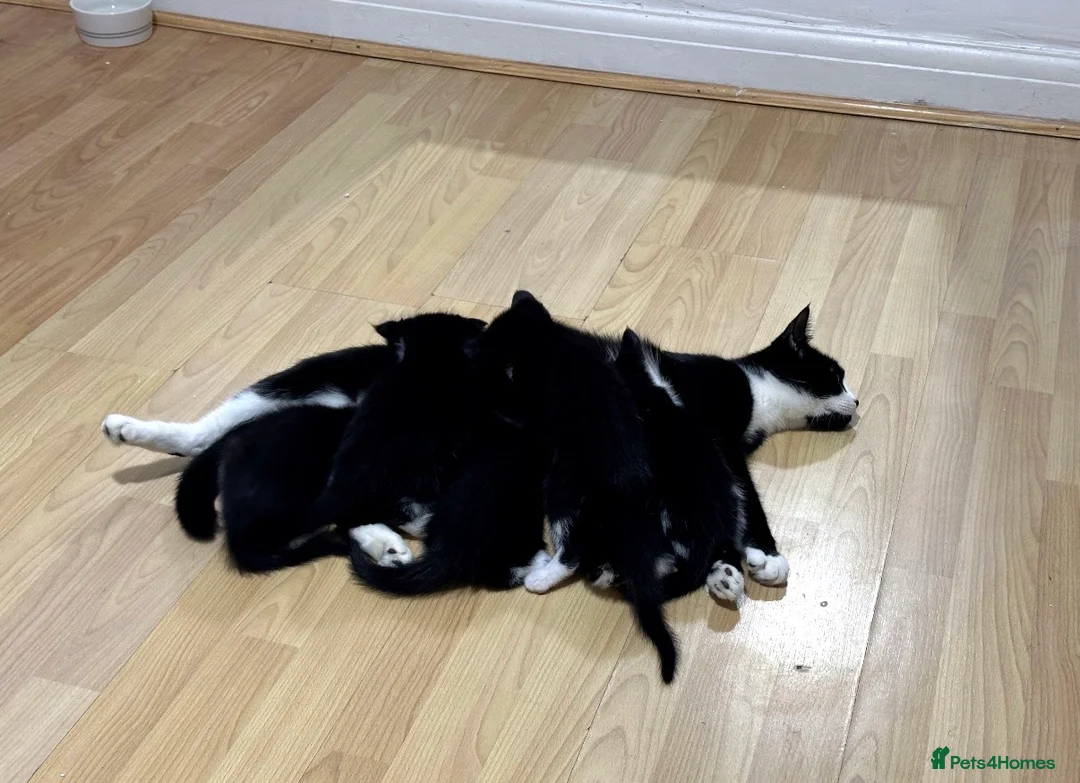 Korat cats for sale: Kittens for Sale – Price Negotiable 🐾 - Advert 2