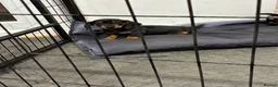 Dachshund dogs for sale: Beautiful dachshund puppies  in Bodmin - Advert 5