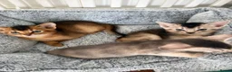 Abyssinian cats for sale: TICA Registered Abyssinian Kittens - Advert 10