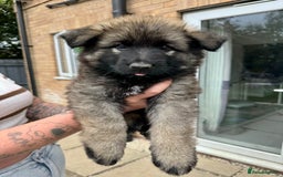German Shepherd dogs for sale: Last female - Image 1