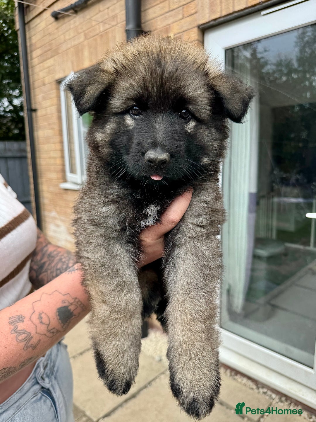 German Shepherd dogs for sale: Last female - Image 1