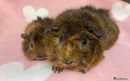 Guinea Pig rodents for sale:  Gorgeous mum and baby sow - Image 1