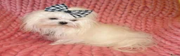 Maltese dogs for sale: Babydoll KC Registered Korean Maltese Adult Girl - Advert 12
