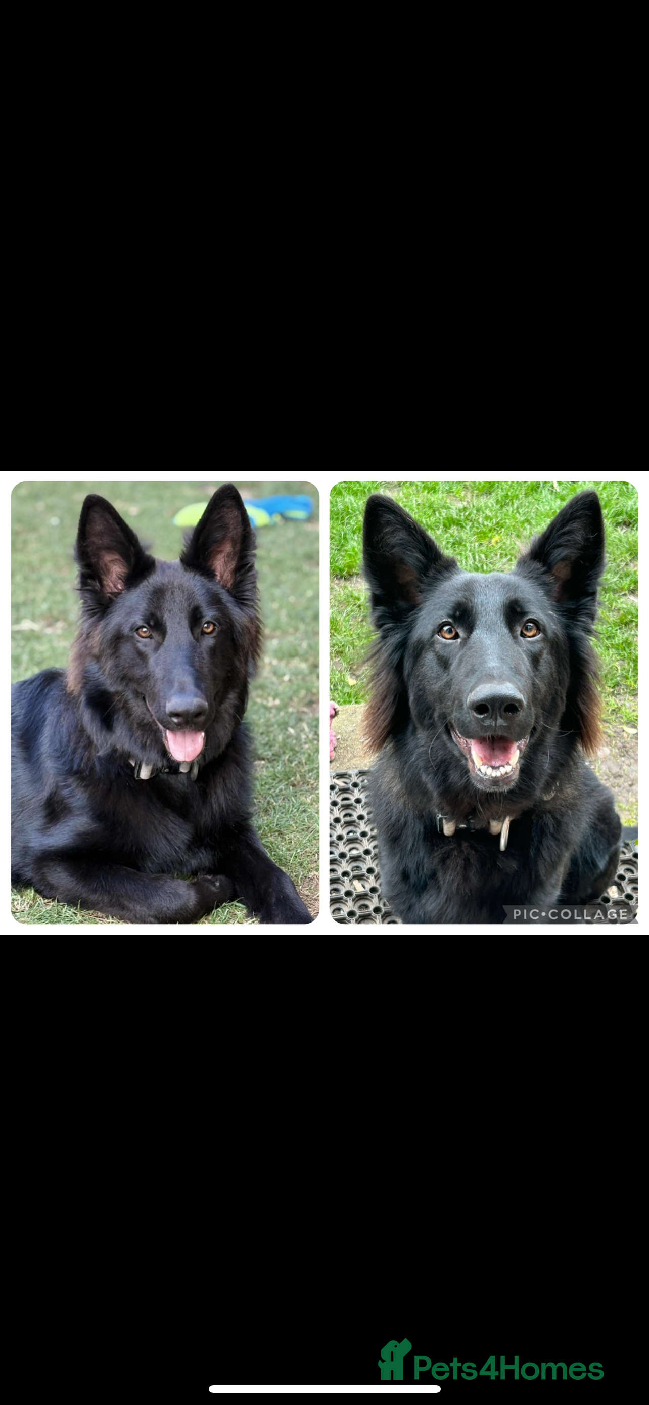 German Shepherd dogs Beautiful 11 month old gsd looking for home  - Advert 18