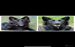 German Shepherd dogs for sale: Beautiful 11 month old gsd looking for home  - Advert 1