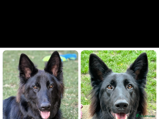 German Shepherd dogs for sale: Beautiful 11 month old gsd looking for home - Advert 1