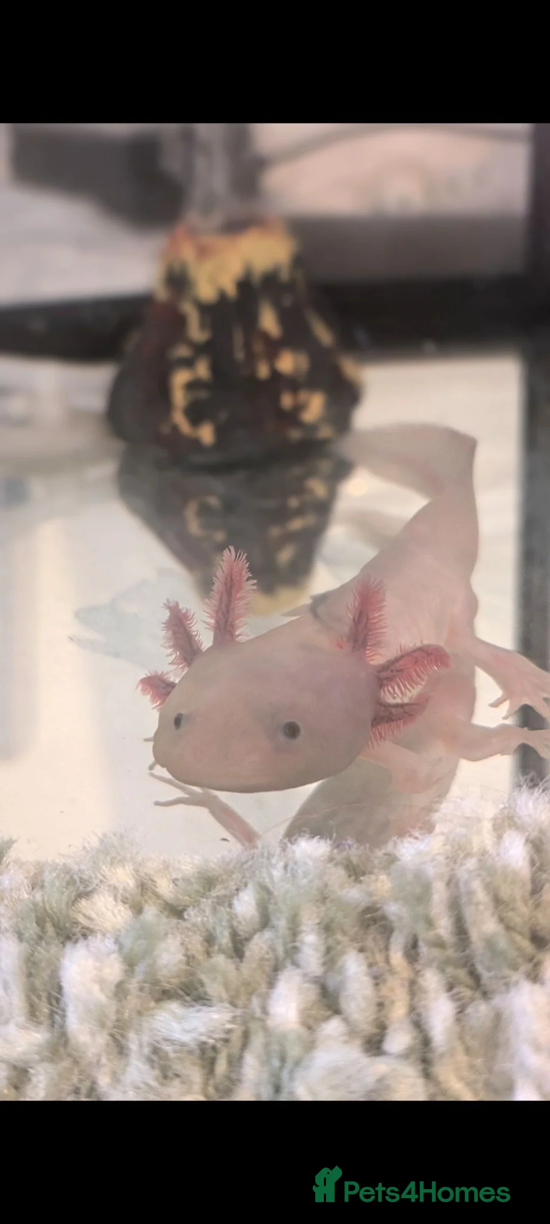 Axolotl reptiles for sale: Axelotl for adoption  in Salford - Advert 1