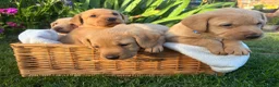 Labrador Retriever dogs for sale: Lovely Labradors  - Advert 7