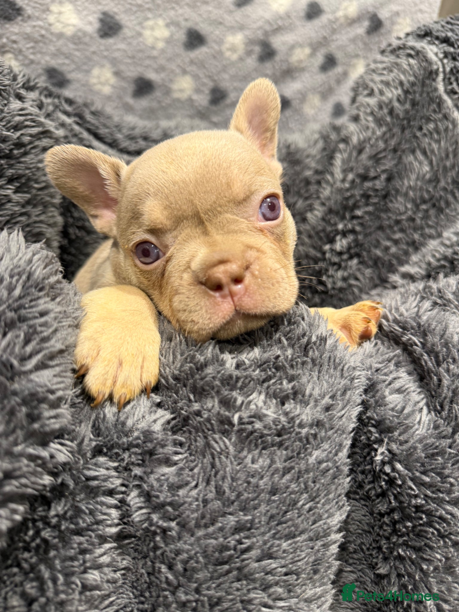 French Bulldog dogs Luxury French Bulldog Puppies for Sale - Advert 5
