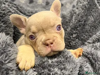 French Bulldog dogs Luxury French Bulldog Puppies for Sale - Advert 5