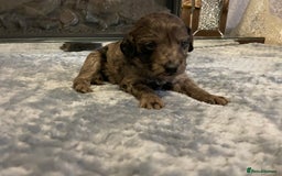 Cockapoo dogs for sale: 5 ⭐️ Cockapoo Puppies for 5 ⭐️ homes only - Image 11