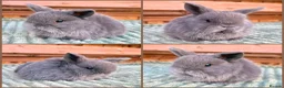 Mini Lop rabbits for sale: Mini Lop Baby Bunnies 🌸 - Advert 5