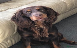 Cocker Spaniel dogs for sale: Working Cocker Spaniels  - Image 16