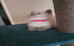 Ragdoll cats for sale: 4 stunning ragdoll kittens left - Image 24