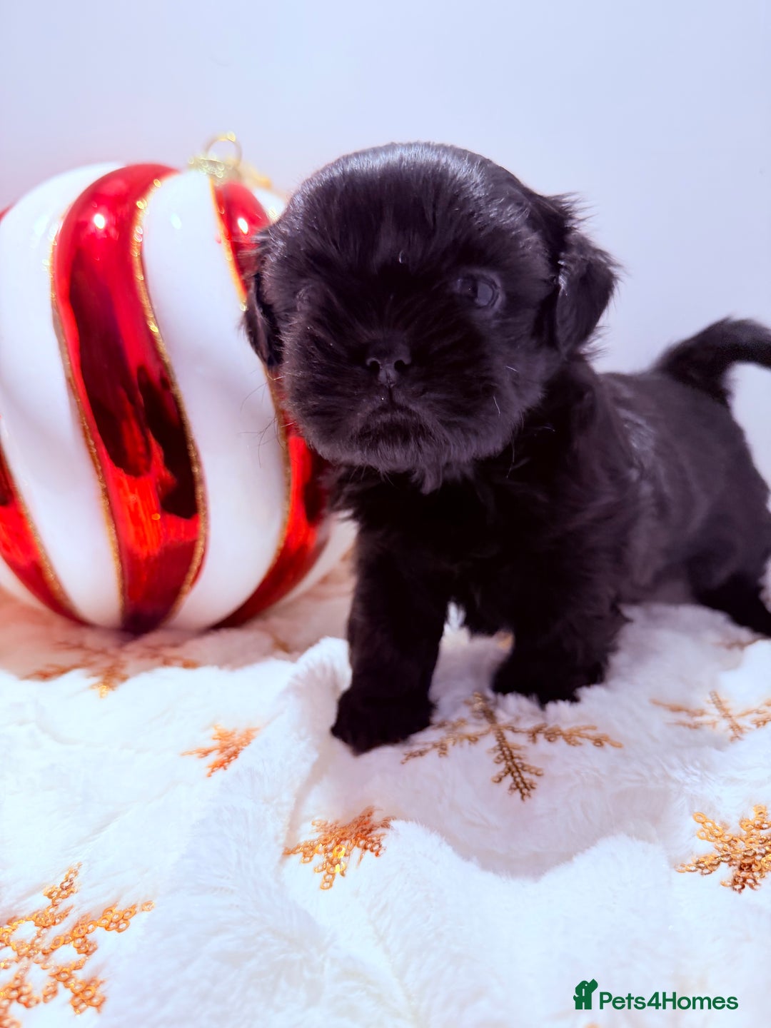 Shih Tzu dogs for sale: 3x Beautiful Pedigree Imperial Shih Tzu Girls - Advert 13