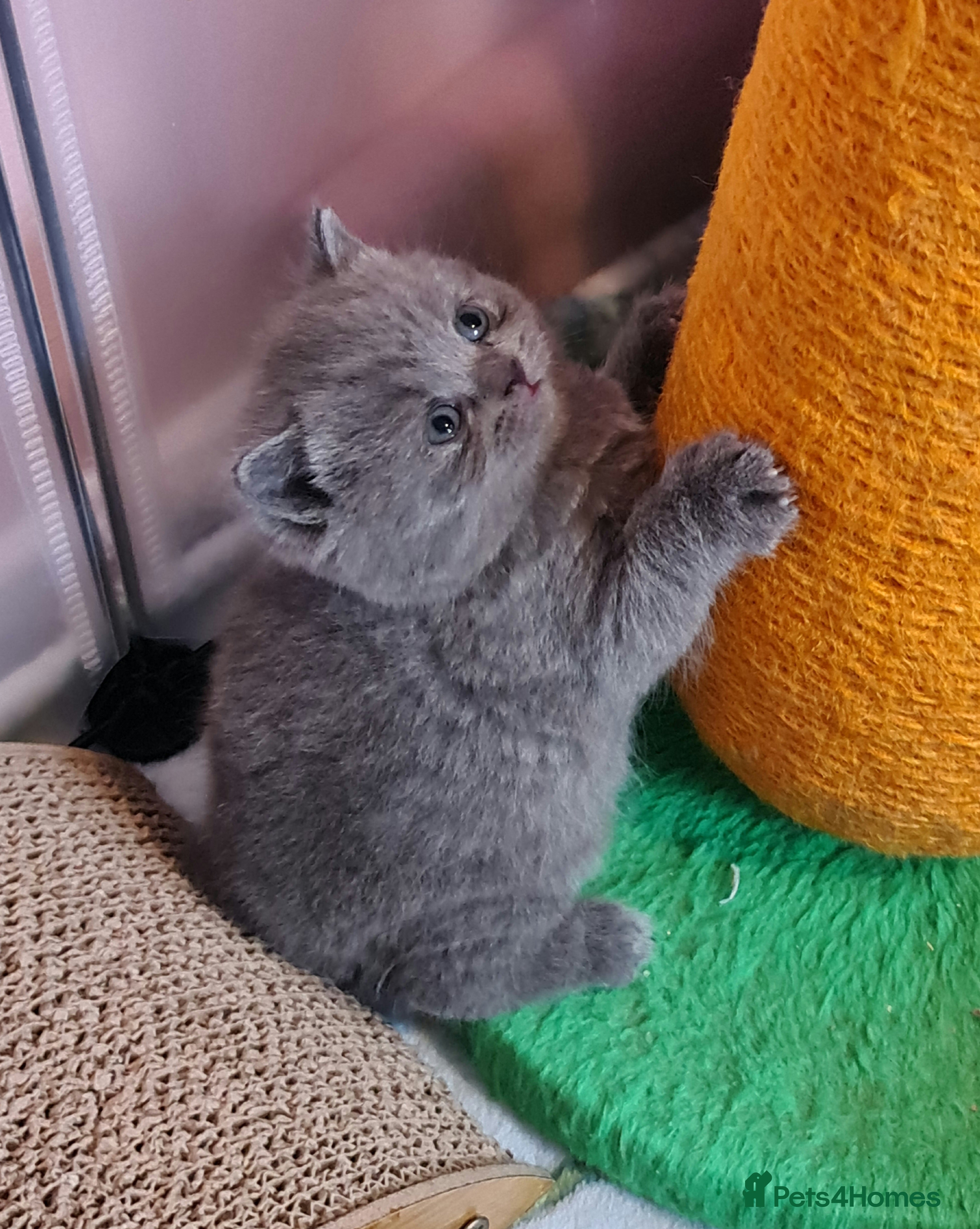 British Shorthair cats for sale: *🎅BritishShorthair kittens GCCF, Full vaccin.  - Advert 1
