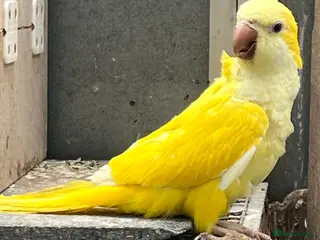 Parrots birds quakers - Advert 6