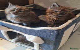 Maine Coon cats for sale: Full Pedigree Mainecoons available  - Image 7