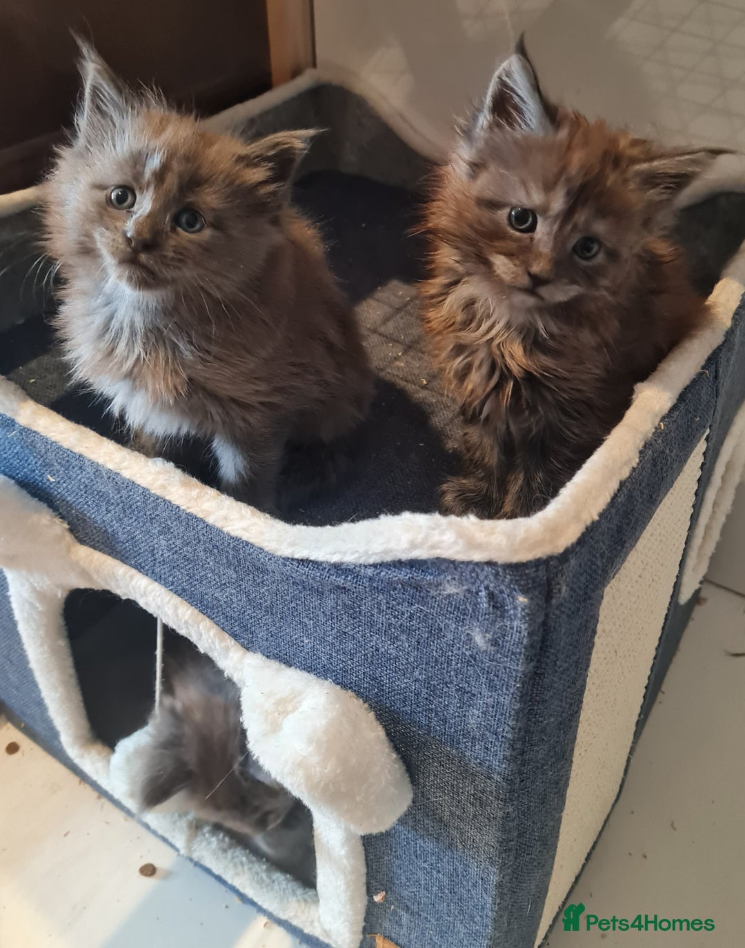 Maine Coon cats for sale: Full Pedigree Mainecoons available  - Image 7