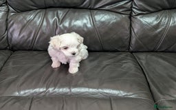 Maltese dogs for sale: Beautiful Small Size Maltese ONLY TWO PUPPIES LEFT - Image 30