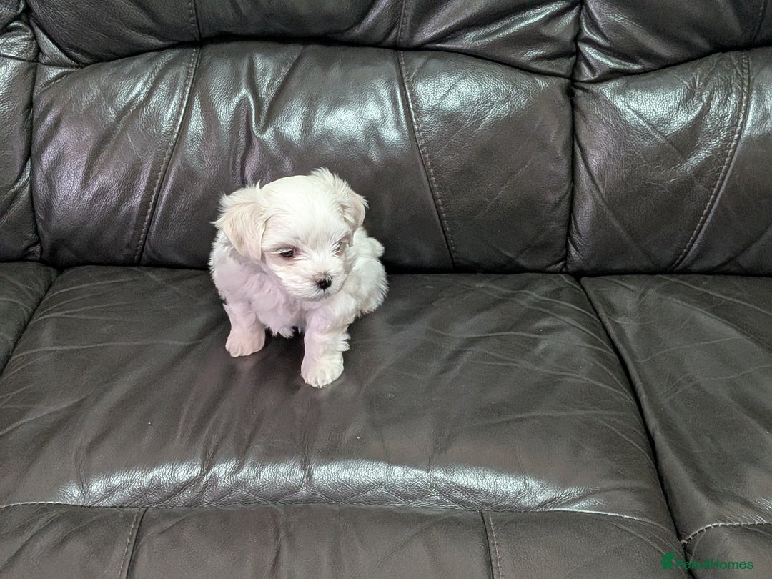 Maltese dogs for sale: Beautiful Small Size Maltese ONLY TWO PUPPIES LEFT - Image 30