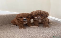 Cavapoo dogs for sale: Stunning F1b Deep Fox Red Toy cavapoos - Image 3