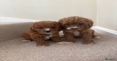 Cavapoo dogs - Advert 12